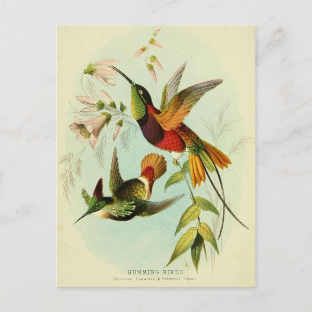 Cartão Postal Hummingbird, Ilustração de Aves, Arte de Aves, Vin (Frente)