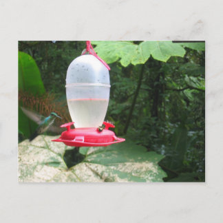 Cartão Postal Hummingbird - Monteverde, Costa Rica