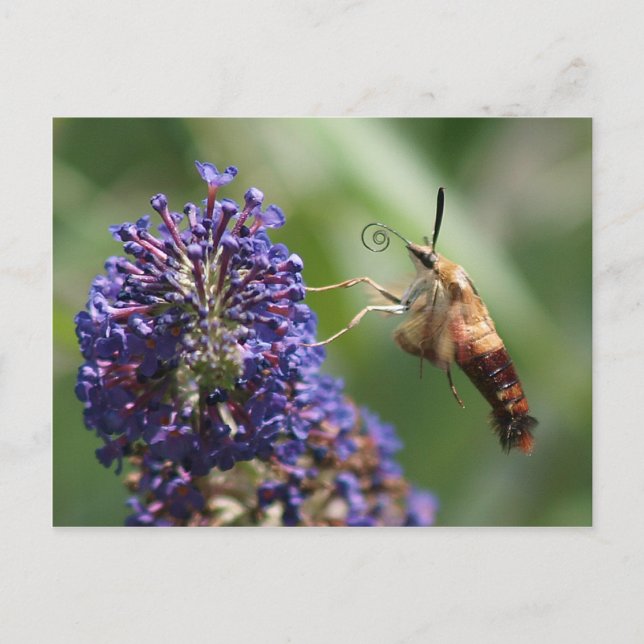 Cartão Postal Hummingbird Moth (Frente)