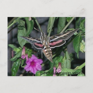 CARTÃO POSTAL HUMMINGBIRD MOTH