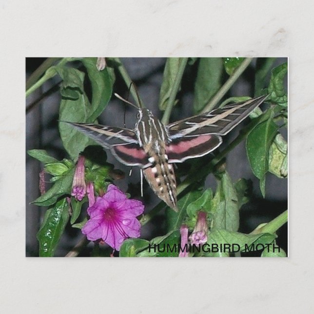 CARTÃO POSTAL HUMMINGBIRD MOTH (Frente)