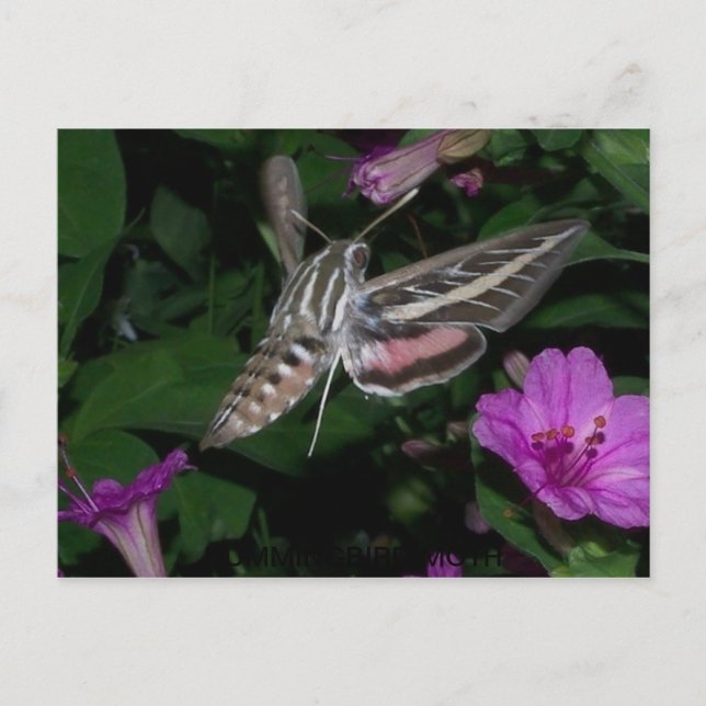 CARTÃO POSTAL HUMMINGBIRD MOTH 2 (Frente)