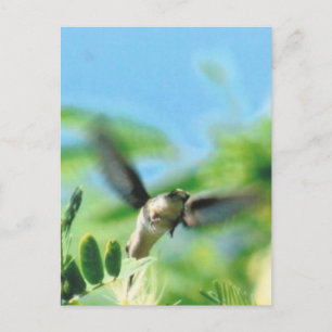 Cartão Postal Hummingbird na Foto de Voo