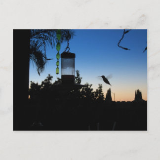 Cartão Postal Hummingbird no Sunset