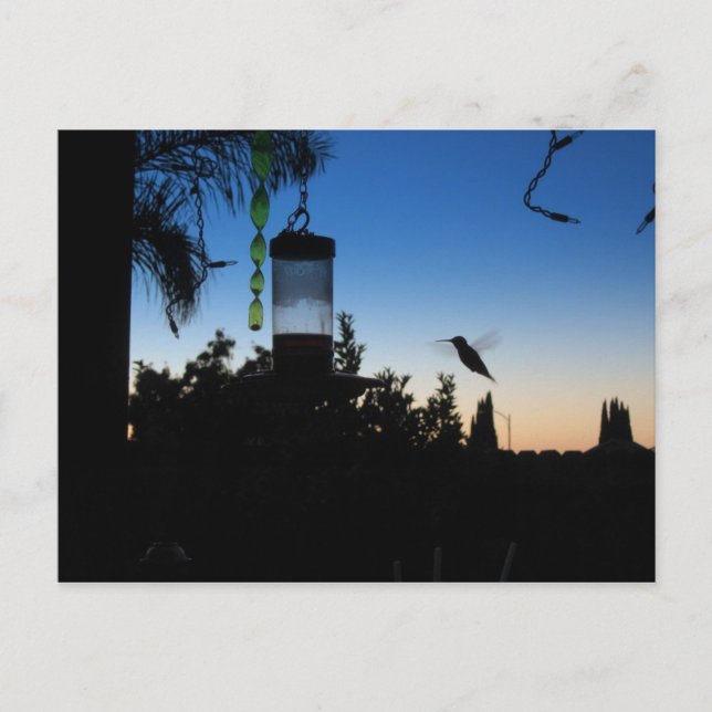Cartão Postal Hummingbird no Sunset (Frente)