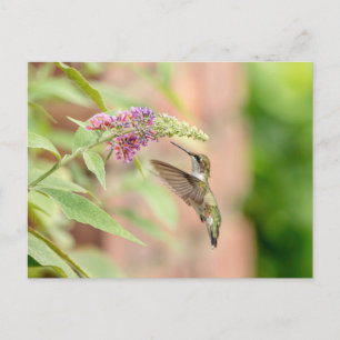 Cartão Postal Hummingbird numa floração