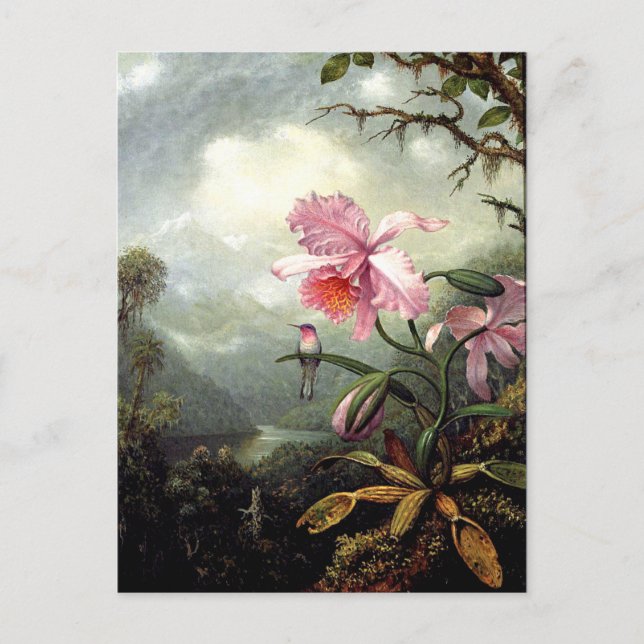 Cartão Postal Hummingbird Perch, arte fina. (Frente)