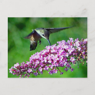 Cartão Postal Hummingbird Pink Flowers Wildlife Foto