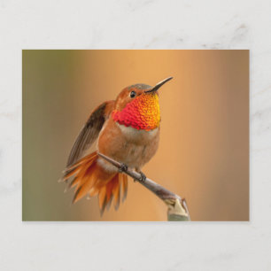 Cartão Postal Hummingbird Rufo com Penas Desabafadas
