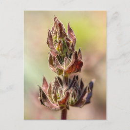 Cartão Postal Hummingbird Sage