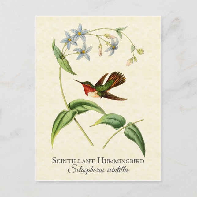 Cartão Postal Hummingbird Vintage Art cintilante (Frente)