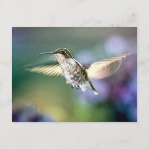 Cartão Postal Hummingbird Voando