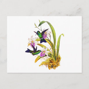 Cartão Postal Hummingbirds and Purple Orchids