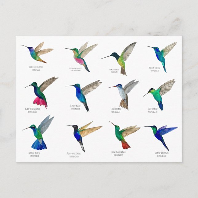 Cartão Postal Hummingbirds  Postcard (Frente)