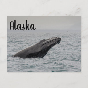 Cartão Postal Humpback Breach Alaska