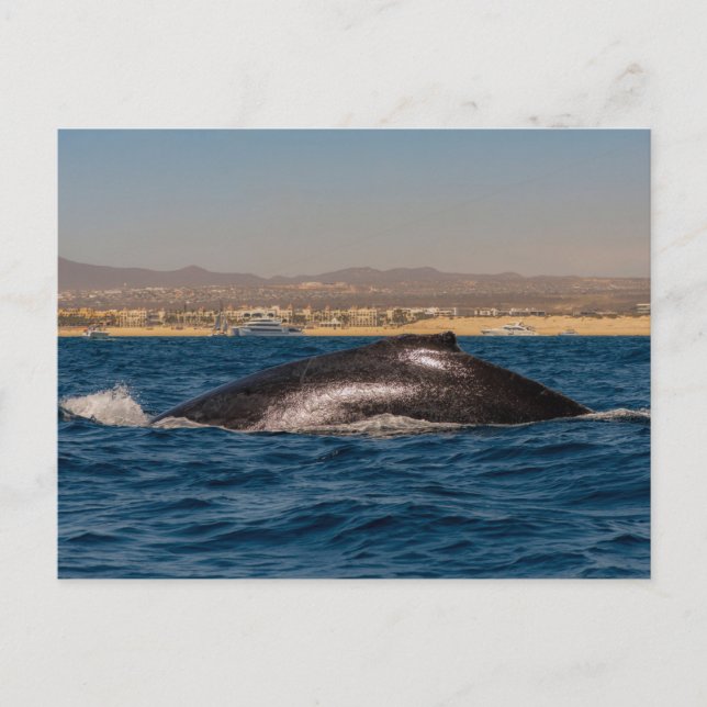 Cartão Postal Humpback Whales in Mexico (Frente)
