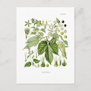 Cartão Postal Humulus lupulus (Salto)
