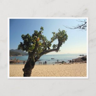 Cartão Postal hung shing yeh Beach tree