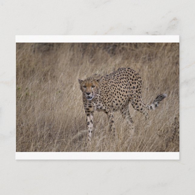 Cartão Postal Hunter (Frente)