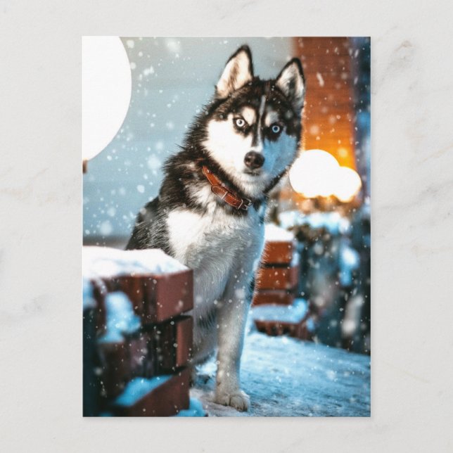Cartão Postal Huskey Pet Dog Photoshop (Frente)