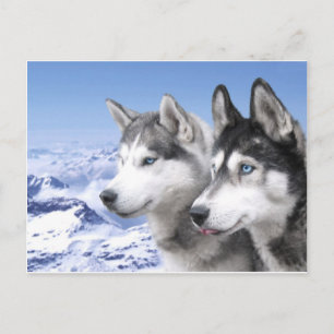 Cartão Postal Huskies da Sibéria