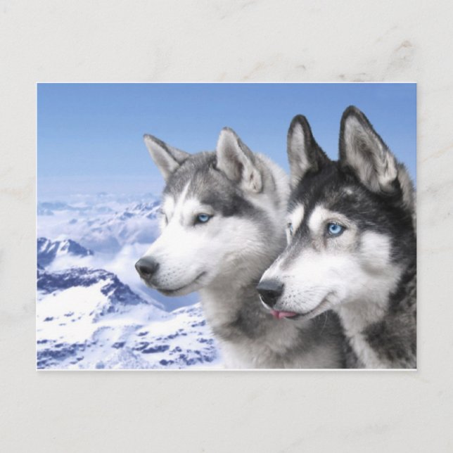 Cartão Postal Huskies da Sibéria (Frente)
