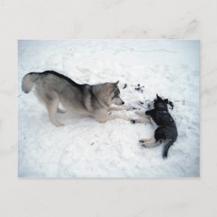 Cartão Postal Huskies Siberianos