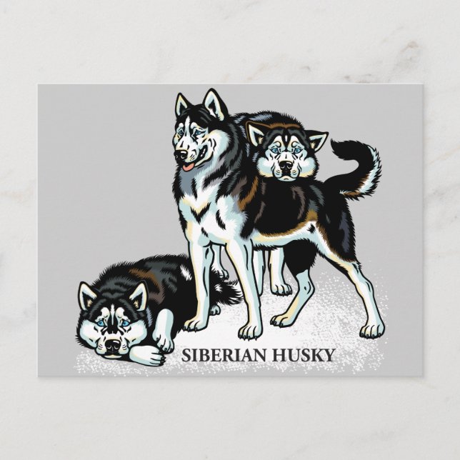 Cartão Postal husky siberiano (Frente)