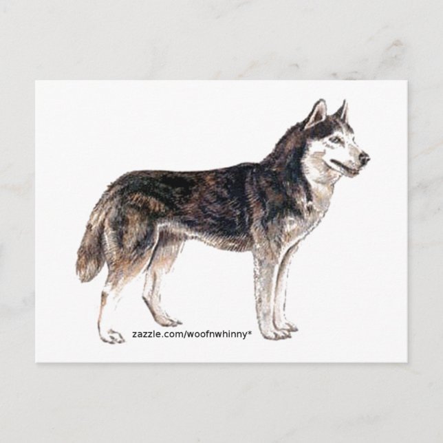 Cartão Postal Husky Siberiano! (Frente)