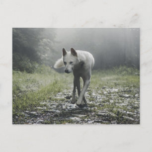 Cartão Postal Husky Siberiano Branco