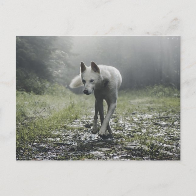 Cartão Postal Husky Siberiano Branco (Frente)