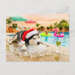 Cartão Postal Husky sobre rochas no Natal