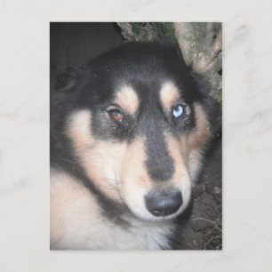 Cartão postal Husky Um olho azul Um olho castanho