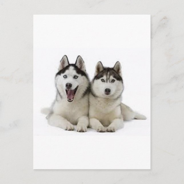 Cartão Postal Huskyes (Frente)