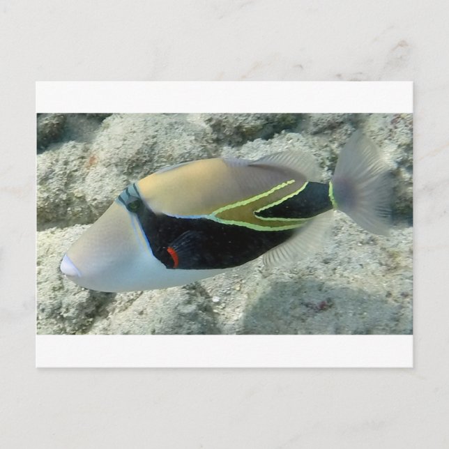 Cartão Postal Huymuhumunukunukuapua'a Hawaii (Frente)