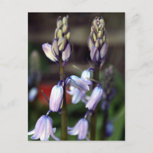 Cartão Postal hyacinth 2