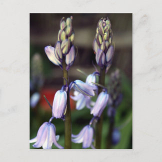 Cartão Postal hyacinth 2