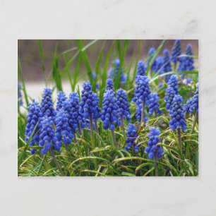 Cartão Postal Hyacinth Grape