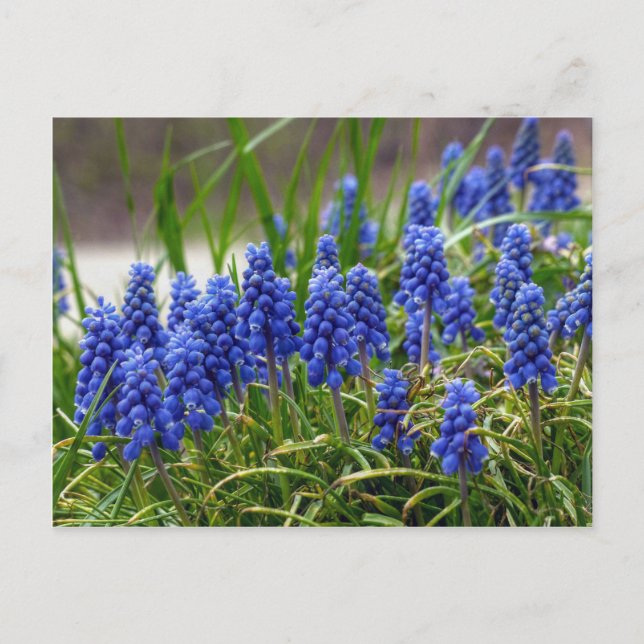 Cartão Postal Hyacinth Grape (Frente)