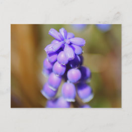 Cartão Postal Hyacinth Grape