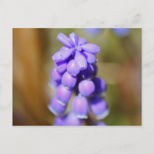 Cartão Postal Hyacinth Grape