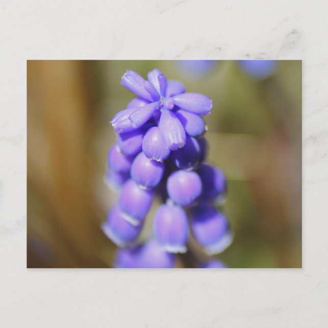 Cartão Postal Hyacinth Grape (Frente)