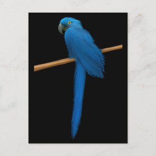 Cartão Postal Hyacinth Macaw