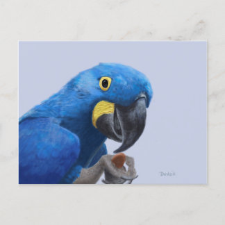 Cartão Postal Hyacinth Macaw