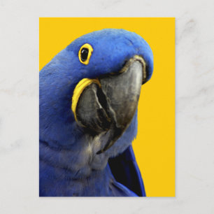 Cartão Postal Hyacinth Macaw