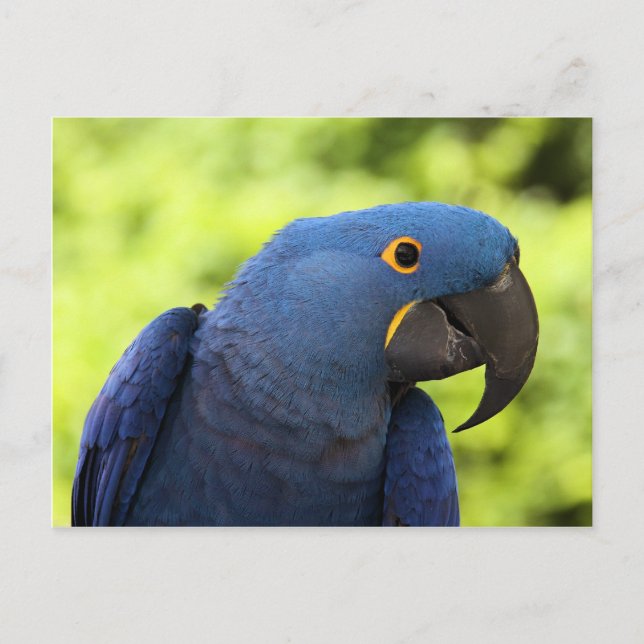 Cartão Postal Hyacinth Macaw (Frente)