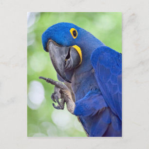 Cartão Postal Hyacinth Macaw Bird