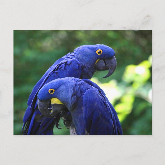 Cartão Postal Hyacinth Macaws (Frente)