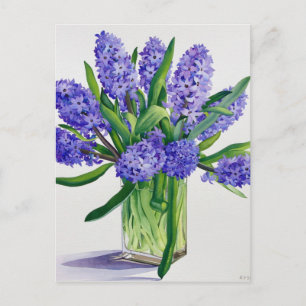 Cartão Postal Hyacintos Azuis