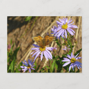 Cartão Postal Hydaspe Fritillary em Flores de Aster Roxos